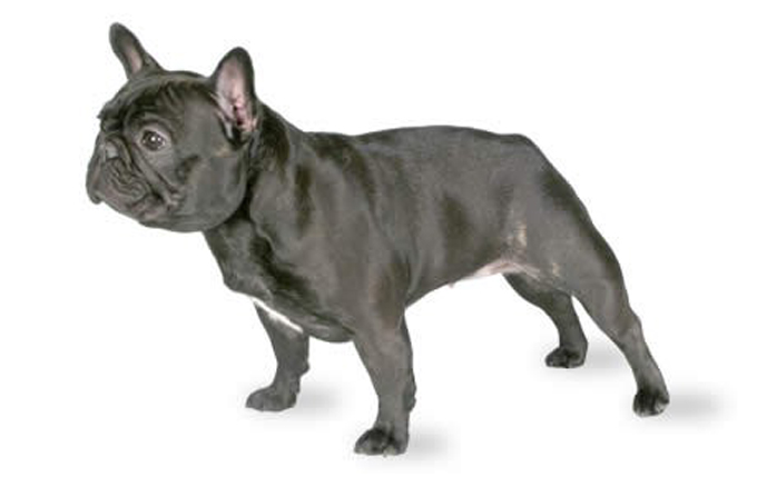 french-bulldog