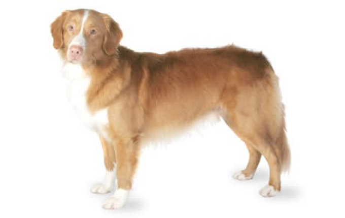 nova-scotia-duck-tolling-retriever-460x290