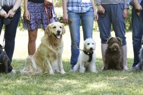 Dog training group class featuring many dog sitting in a row on grass while wearing a leash in front of the legs of their parents.