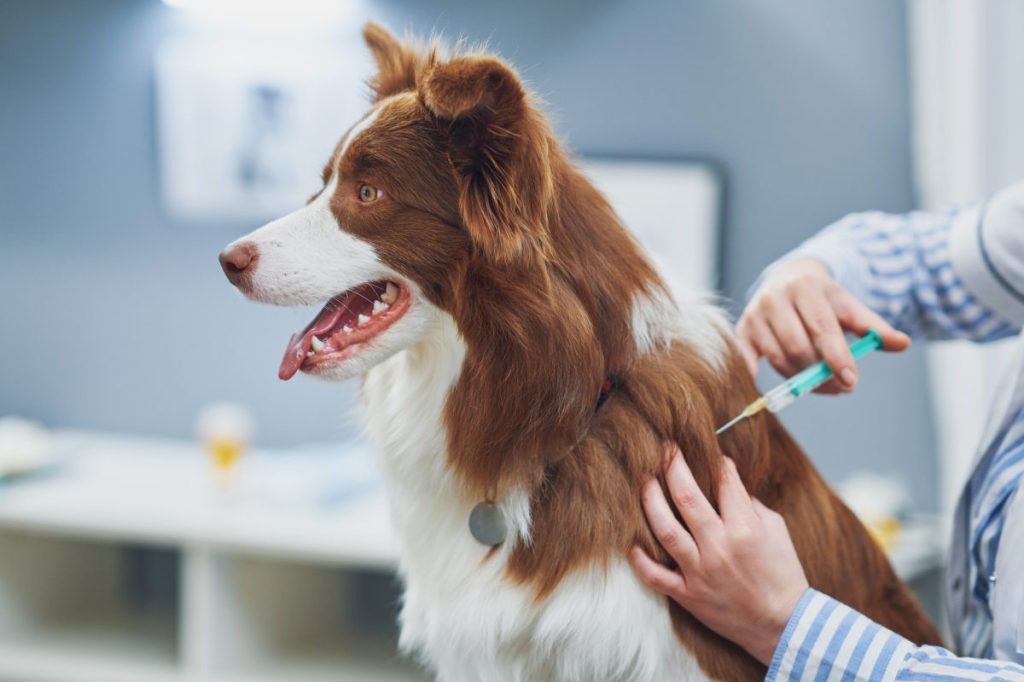 Border Collie dog receiving vaccination.