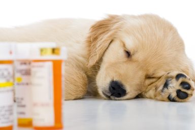 puppy sleeping next to medication bottles dog poison at home