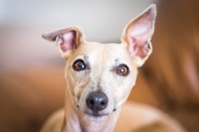 Close-up of Whippet with big dog ears