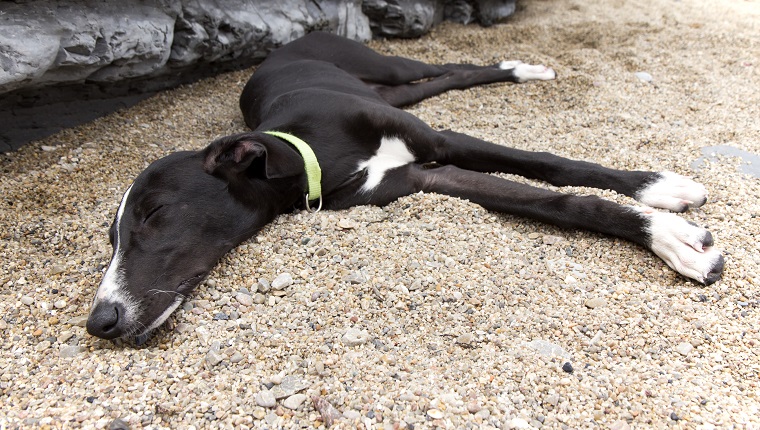 Enjoy the beach with your pet