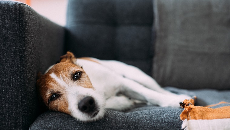 Parson Russell Terrier dog feeling tired, desperate and sleepy, lying on a charcoal grey sofa at home