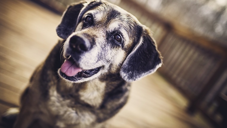 Beautiful senior dog sitting on wooden deck