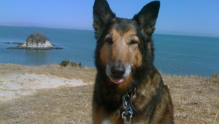 Serious Senior Collie On the Beach