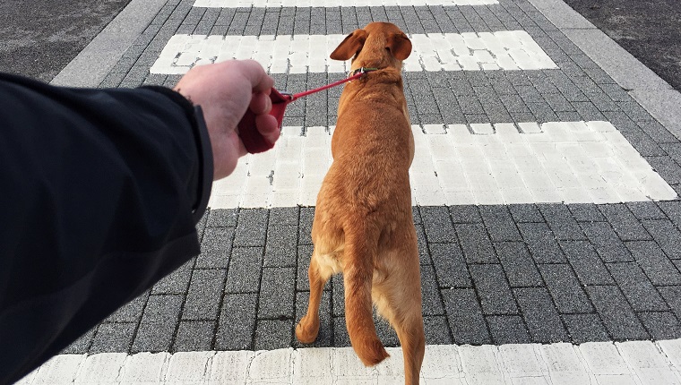 A point of view of a pet dog pulling on a lead being held tightly by the dog owner over a zebra crossing on a street