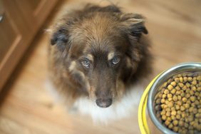 dog looking up at bowl of store-brand dog food