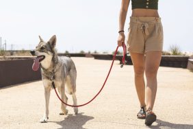 woman taking dog on a walk