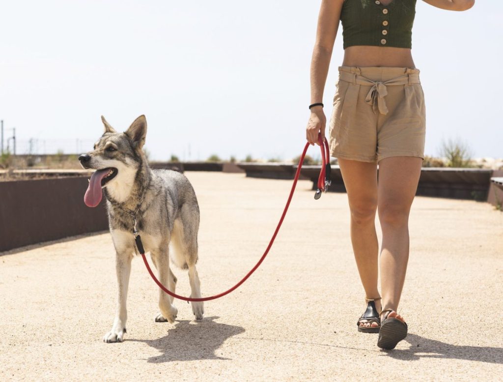 woman taking dog on a walk