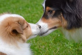 Puppy and adult dog sniffing each other's noses at the dog park