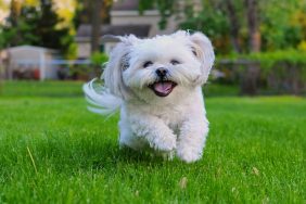 Happy small, white dog running in grass