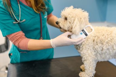 veterinarian scanning dog's microchip