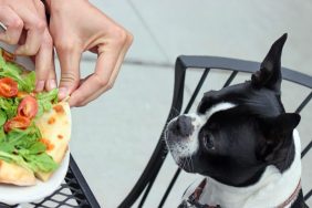 feeding dog table scraps