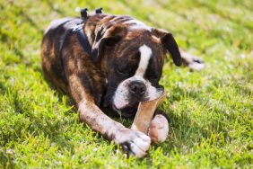 Dog chewing on bone