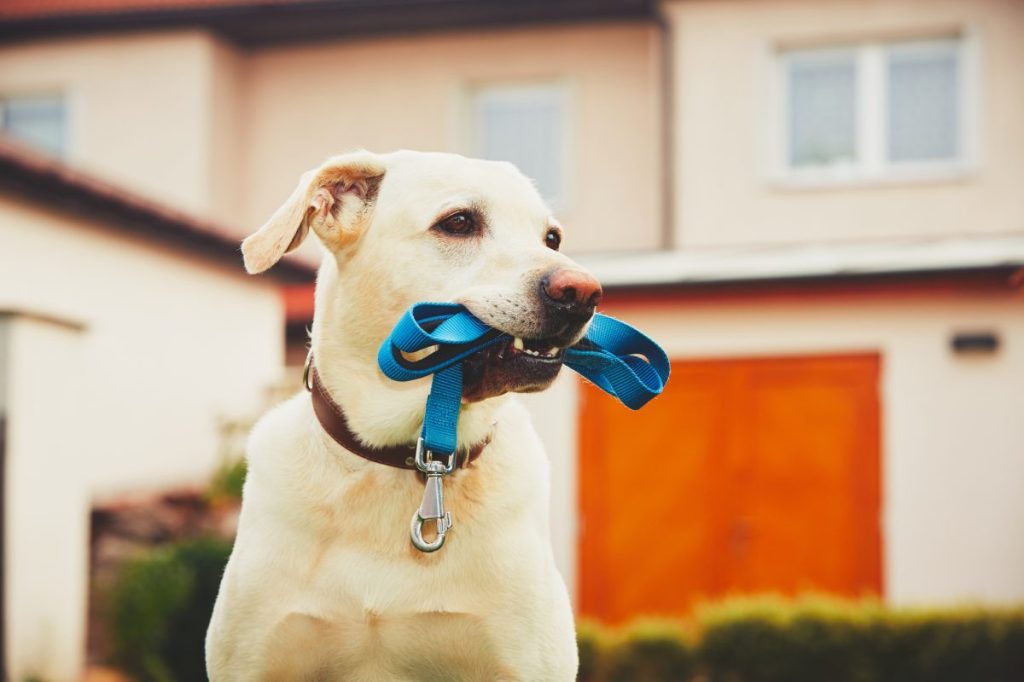 Labrador retriever with leash is waiting for walk.