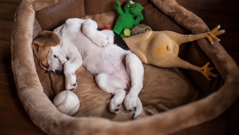 Dog Sleeping In Pet Bed