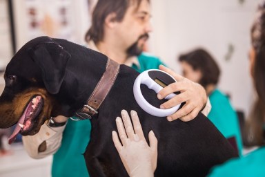 Veterinarians cooperating while scanning a dog's chip at vet's office.