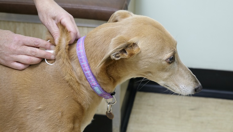 Lurcher having microchip inserted under skin