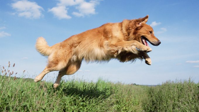 dog jumping over grass with garden chemicals