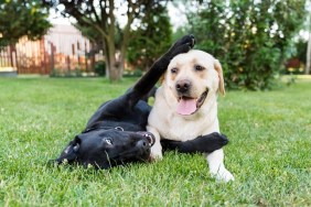 Couple or labrador retrievers playing in backyard