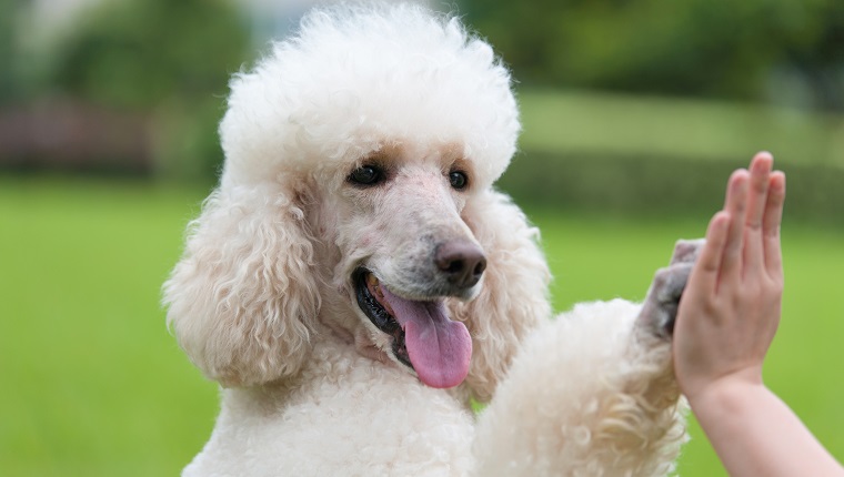 Woman giving high five to dog