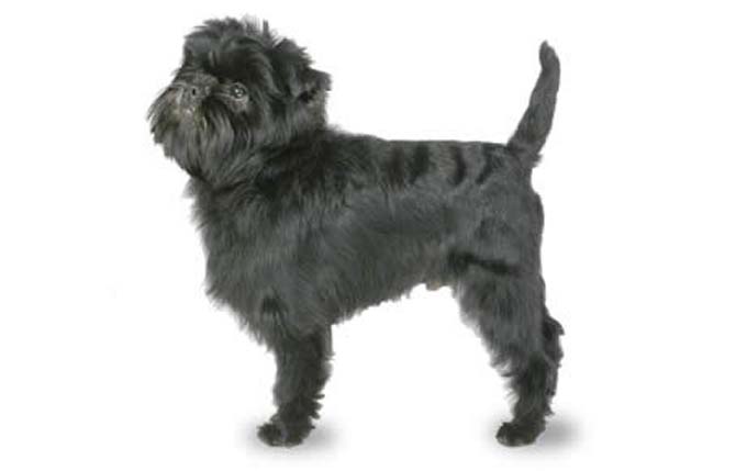 Small-dogs-affenpinscher