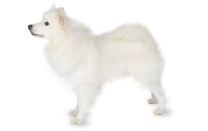 american-eskimo-dog