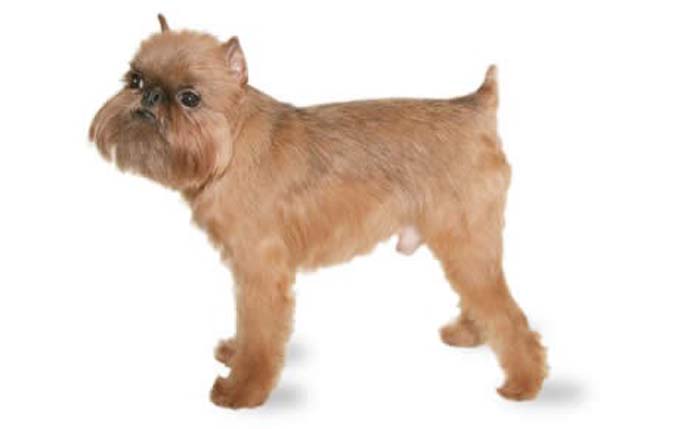 brussels-griffon