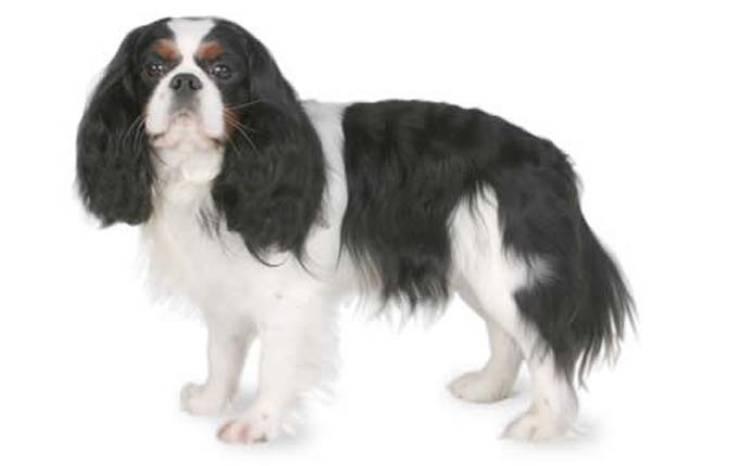 cavalier-king-charles-spaniel