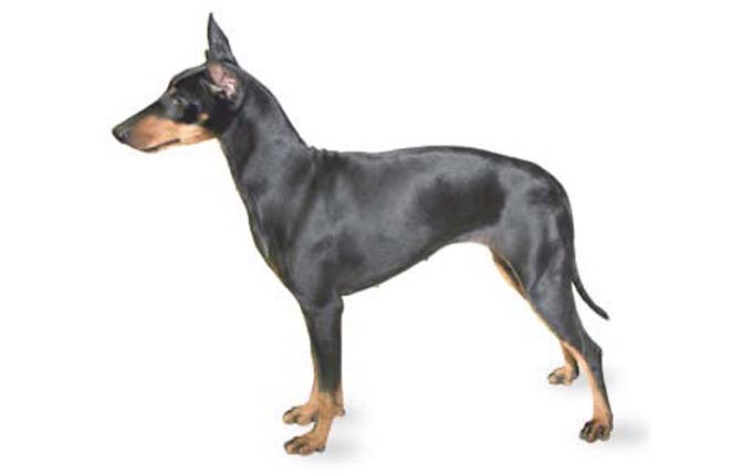 manchester-terrier