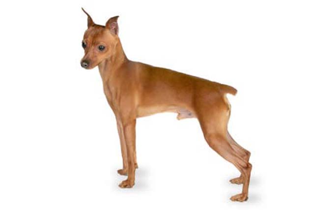 miniature-pinscher