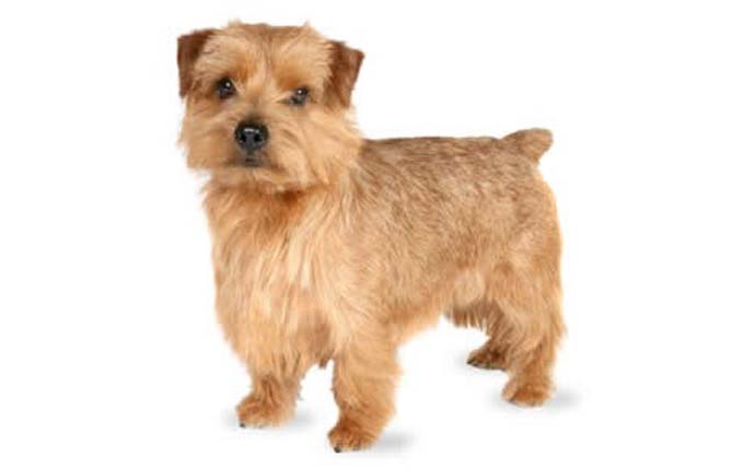 norfolk-terrier