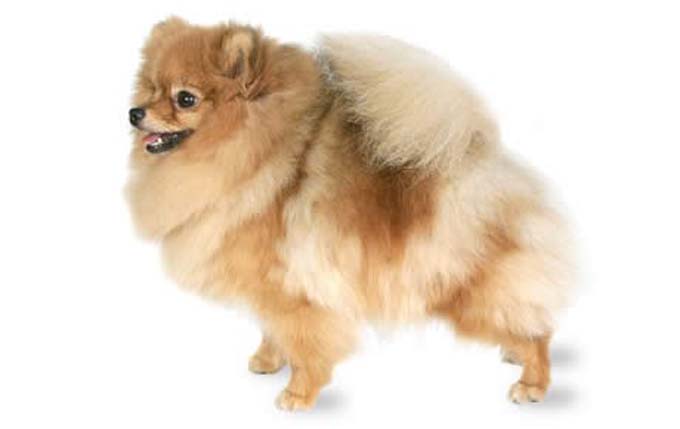 pomeranian