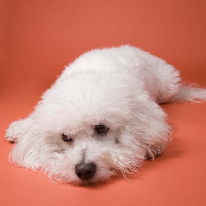 Bichon Frise dog