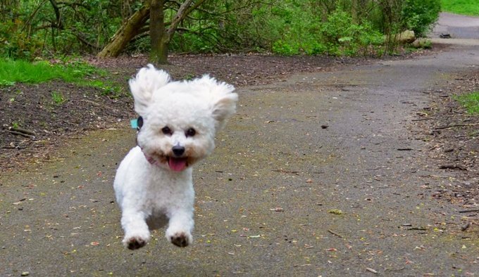 Maltese Dog Running On Road In Park