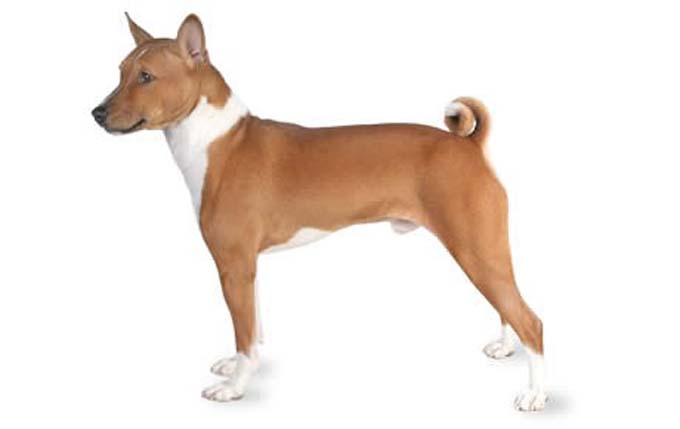 basenji