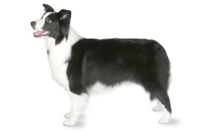 border-collie