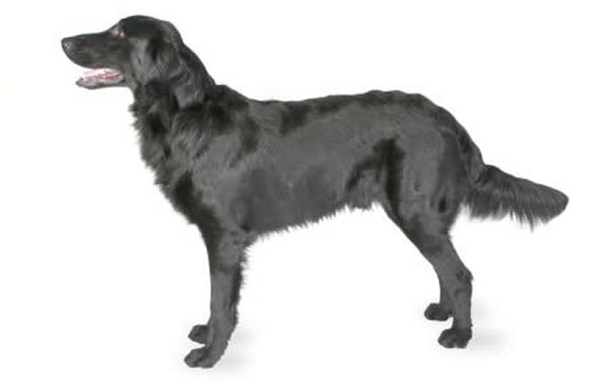 flat-coated-retriever