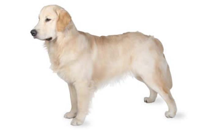 golden-retriever