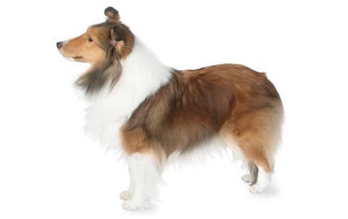 shetland-sheepdog