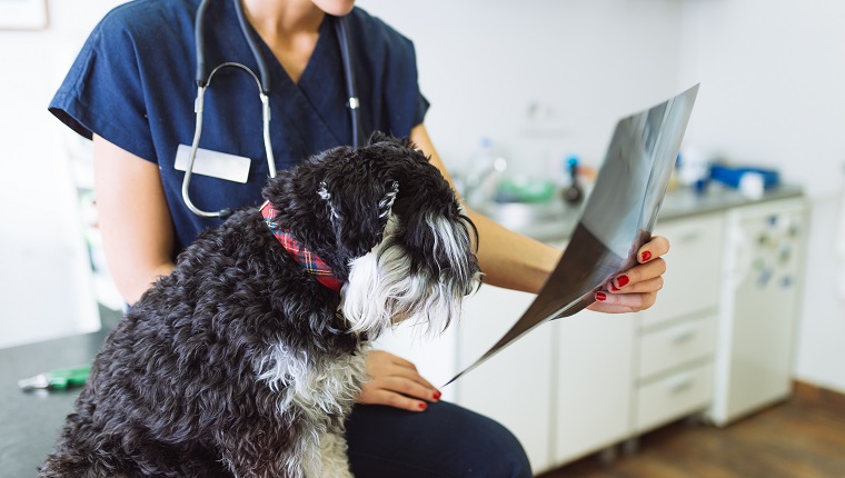 Vet standing next to dog and looking at x ray image of dog.