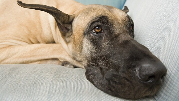 Great dane on a sofa