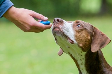 clicker training with a Louisiana Catahoula Leopard Dog