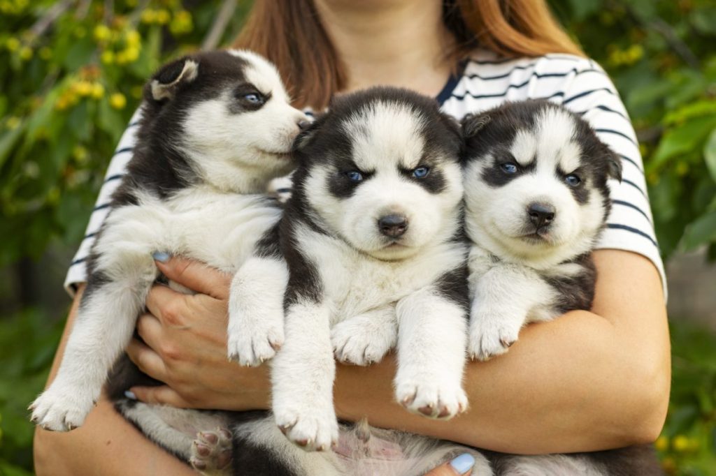 good dog breeder hugging husky puppies