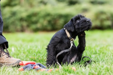 standard schnauzer puppy sitting beside the master on a dog training field scratching behind the ear