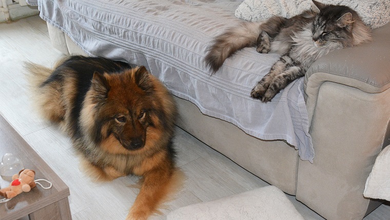 An Eurasian dog and a Norwegian cat were resting on a sofa and on the floor . it was inside a house in France