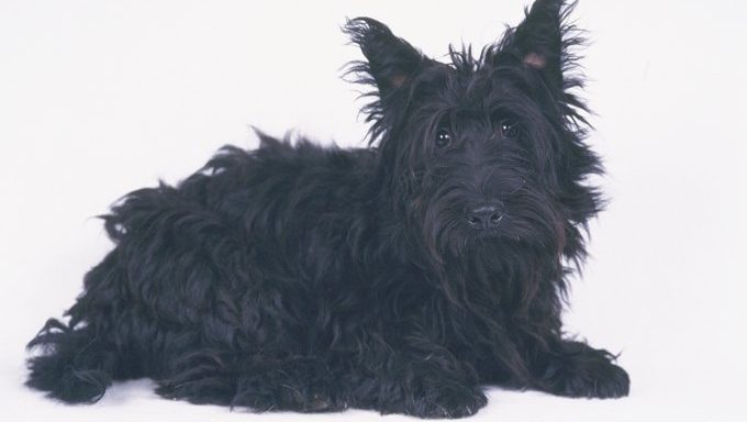 scottish terrier