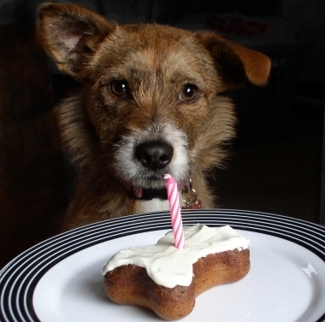 puppy cake bone