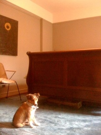 Charlie_with_soothing_collar_7